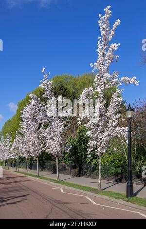 Cherry Blossom Trees Chester Road Regents Park London Stock Photo