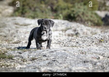 Black american bully store puppies for sale