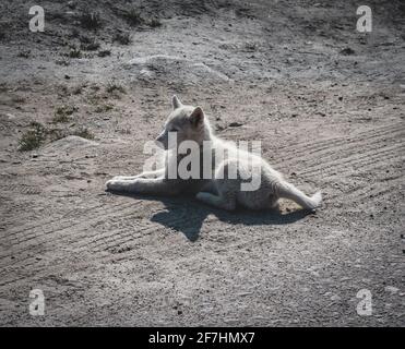Chained sled dog or husky in Ilulissat, Greenland. Stock Photo