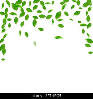 Falling green leaves. Fresh tea chaotic leaves flying. Spring foliage dancing on white background. Adorable summer overlay template. Beauteous spring Stock Vector