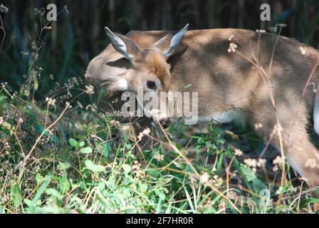 Nubbin Stock Photo