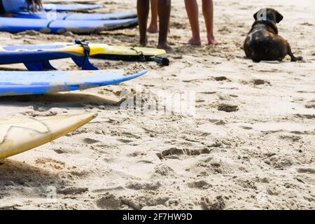 surfboards on the beach with a dog Stock Photo