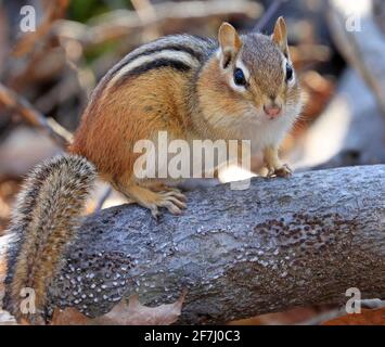 Chipmunk sitting on a tree trunk in the forest, Quebec, Canada Stock Photo