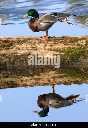 Male Mallard Duck sitting on a tree trunk with reflection in the lake, Quebec, Canada Stock Photo