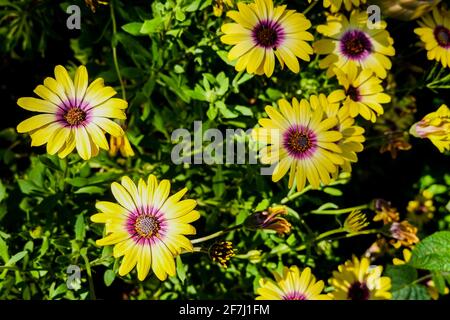 Yellow African Daisy Dimorphotheca sinuata growing in a home garden in Orange County, California, USA Stock Photo