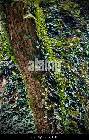 Green moss grows on huge tree branches in the woods. Stock Photo