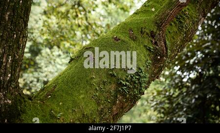 Green moss grows on huge tree branches in the woods. Stock Photo