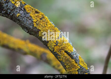 Yellow tree lichen on old Syringa trunk Stock Photo