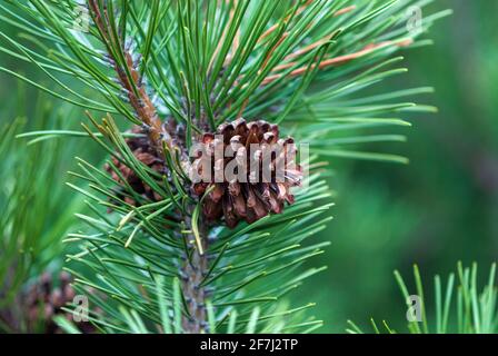 Dwarf mountain pine branch with cones - Pinus mugo Turra Stock Photo