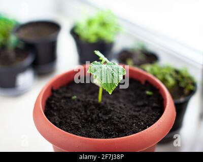 Seedlings of cucumbers in pots near the window, a green leaf close-up. Growing food at home for an ecological and healthy lifestyle. Growing seedlings Stock Photo