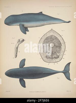 'Orcella Fluminalis, Andr ...' Plate depicting male snubfin dolphin anatomy By: John Anderson 1878 Page or plate: