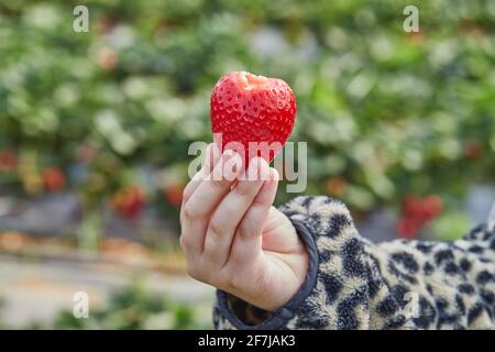Picking fresh strawberries on the farm, close-up of a child's hand holding fresh organic strawberries Stock Photo