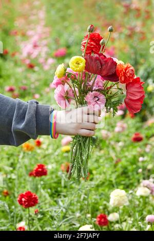 The hand of a teenager holding bouquet of flowers collected on the farm against the background of blooming field Stock Photo