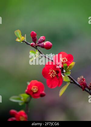 Closeup of flowers of Japanese quince, Chaenomeles × superba 'Nicoline', in spring in the UK Stock Photo