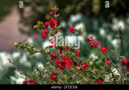 Flowers of Japanese quince, Chaenomeles × superba 'Nicoline', in spring in the UK Stock Photo