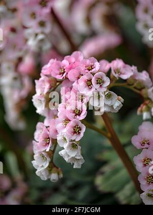 Bergenia Schneekoenigin, Bergenia Snow Queen, elephant's ears ...