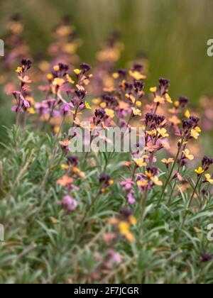 Closeup of multi-coloured flowers of perennial Wallflower, Erysimum 'Paint Box', in spring in the UK Stock Photo