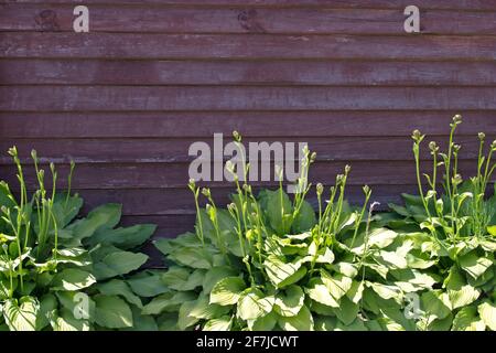 Hostas plants with leaves of light green salad color grow on the background of a brown-painted wooden fence made of horizontal boards with traces of k Stock Photo