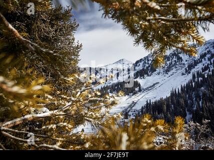 Beautiful scenery of the mountains summit with snow framed with spruce tree in Almaty, Kazakhstan. Outdoor and hiking concept Stock Photo