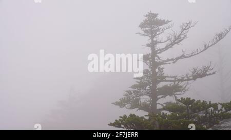 Pine tree branches are barely visible in the morning fog. Stock Photo