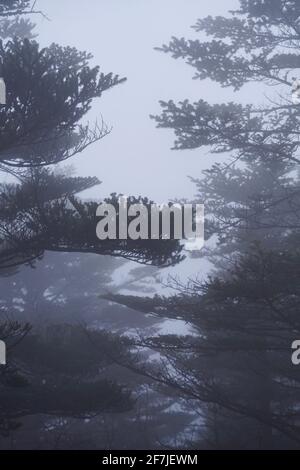 Pine tree branches are barely visible in the morning fog. Stock Photo