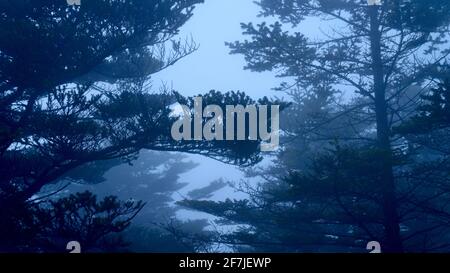 Pine tree branches are barely visible in the morning fog. Stock Photo