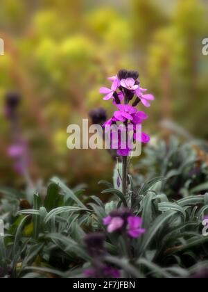 Perennial wallflower Erysimum ‘Bowles’s mauve’ in bloom in spring Stock Photo