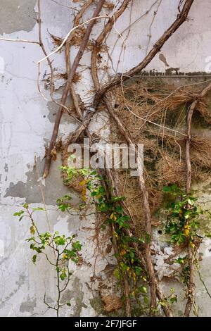 Vines growing on old house with white wall. Stock Photo