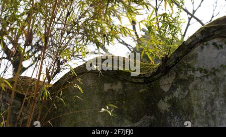 Green mosses growing on old grey wall with bamboo tree nearby. Stock Photo