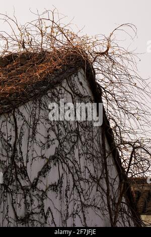 Vines growing on old house with white wall. Stock Photo