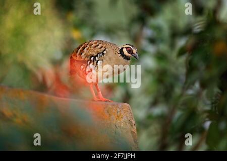 Bar-backed partridge, Arborophila brunneopectus, bird in the nature habitat. Quail sitting in the grass. Partridge from southwestern China and Southea Stock Photo