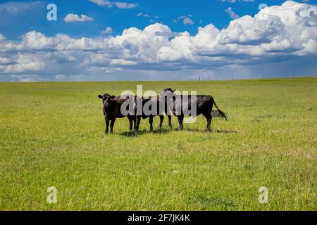 Black angus cattles in the countryside. Cows grazing in a pasture, green field, clear blue sky in a sunny spring day, Texas, USA. Stock Photo