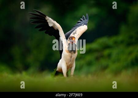 King vulture, Sarcoramphus papa, large bird found in Central and South America. Flying bird, forest in the background. Wildlife scene from tropic natu Stock Photo