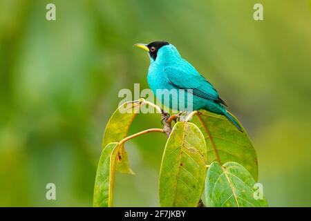 Green Honeycreeper, Chlorophanes spiza, exotic tropical malachite green and blue bird from Costa Rica. Tanager from tropical forest. Stock Photo
