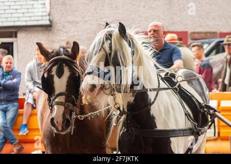 gypsy Romany men man leading horses and buggy pony trap during Appleby Horse fair Cumbria Stock Photo