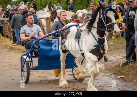 gypsy Romany men man leading horses and buggy pony trap during Appleby Horse fair Cumbria Stock Photo