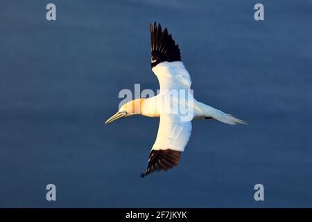 Flying sea bird, Northern gannet, Sula bassana with dark blue sea water in the background, Helgoland Island, Germany. Beautiful morning light with gan Stock Photo