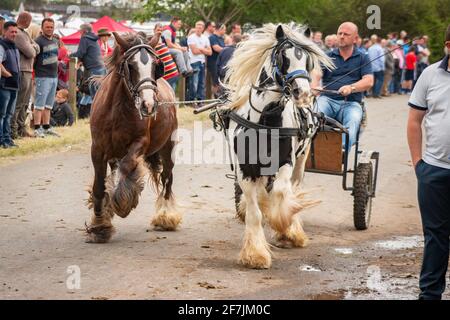 gypsy Romany men man leading horses and buggy pony trap during Appleby Horse fair Cumbria Stock Photo