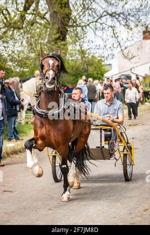 gypsy Romany men man leading horses and buggy pony trap during Appleby Horse fair Cumbria Stock Photo