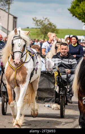 gypsy Romany men man leading horses and buggy pony trap during Appleby Horse fair Cumbria Stock Photo