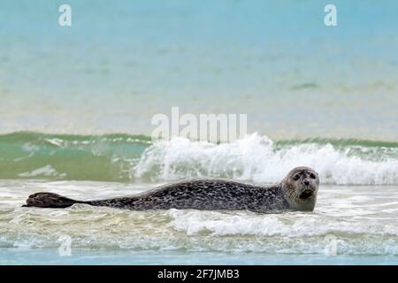 Grey Seal, Halichoerus grypus, detail portrait on the sand beach. Seal with  orange morning sky in the background. Animal in the nature sea habitat. Se  Stock Photo - Alamy