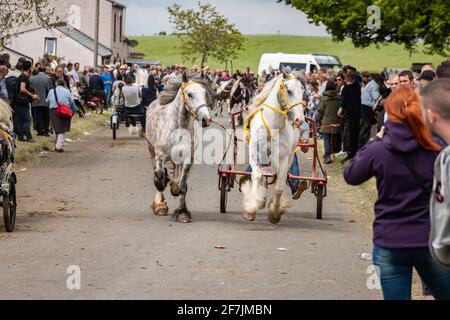 gypsy Romany men man leading horses and buggy pony trap during Appleby Horse fair Cumbria Stock Photo