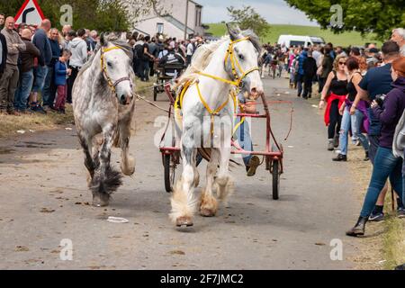 gypsy Romany men man leading horses and buggy pony trap during Appleby Horse fair Cumbria Stock Photo