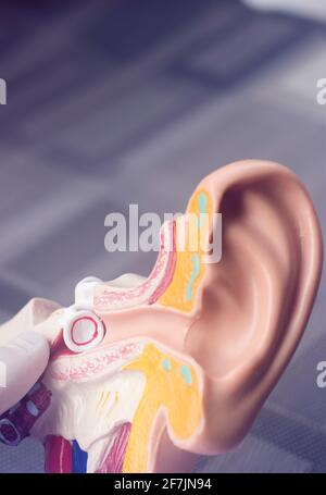 Hearing ear medical teaching model. Stock Photo