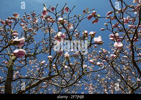 View looking up through branches of Magnolia × soulangeana (saucer magnolia).  A deciduous tree with large, early-blooming, flowers in shades of white Stock Photo