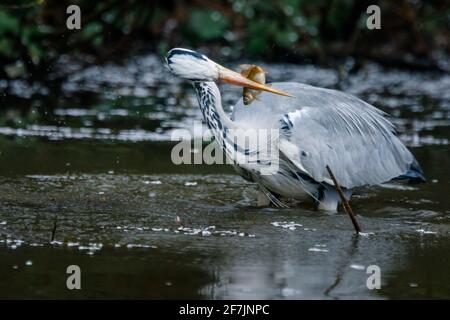 Grey Heron (Ardea cinerea) eating a caught fish in Barn Hill Pond, Wembley Park. Stock Photo