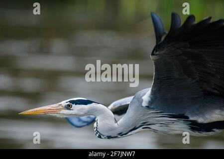 Grey Heron (Ardea cinerea) in flight Stock Photo