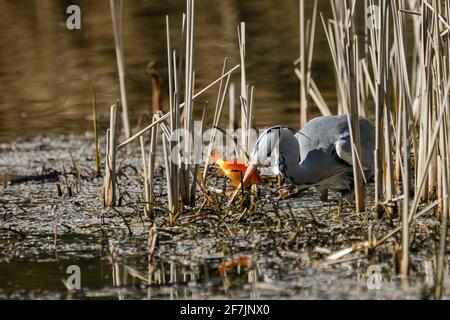 Grey Heron (Ardea cinerea) eating a caught fish in Barn Hill Pond, Wembley Park. Stock Photo