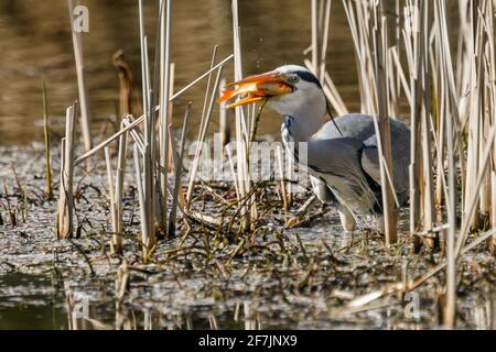 Grey Heron (Ardea cinerea) eating a caught fish in Barn Hill Pond, Wembley Park. Stock Photo