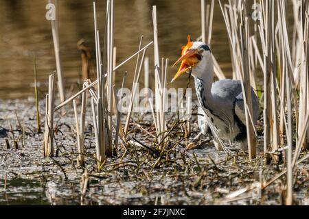 Grey Heron (Ardea cinerea) eating a caught fish in Barn Hill Pond, Wembley Park. Stock Photo